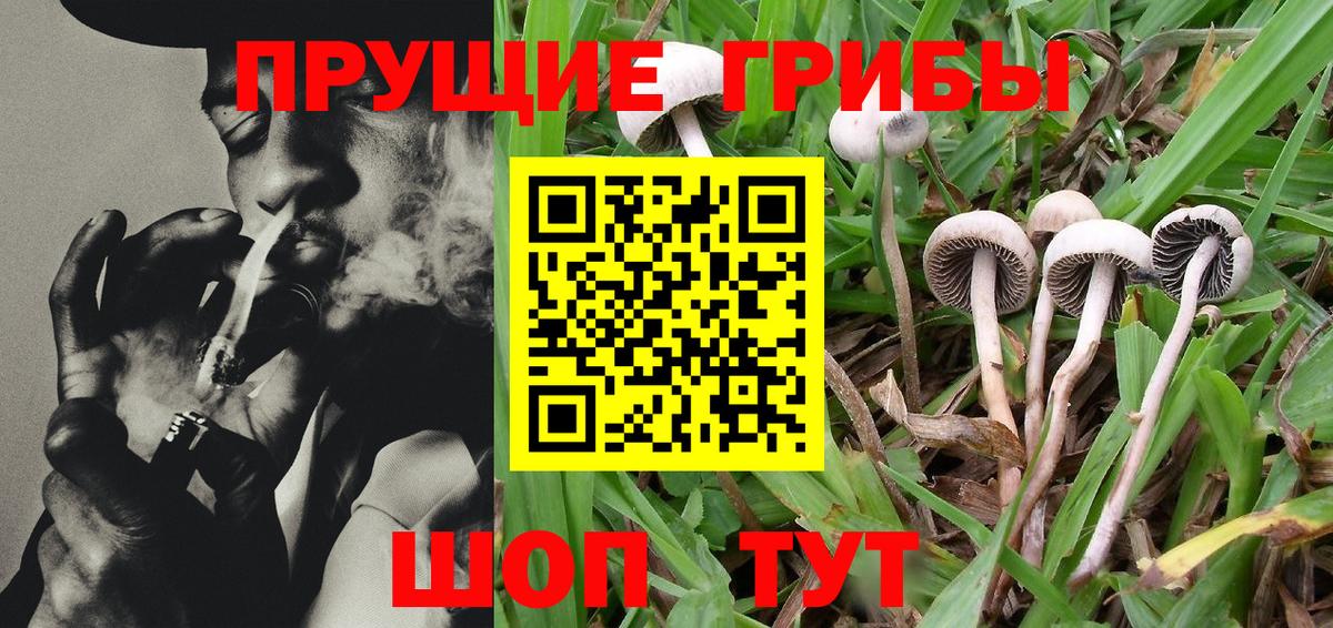 Псилоцибиновые грибы Cubensis Алексеевка